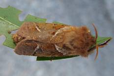 Illiberis hedina - Ampfer-Wurzelbohrer (Biergartenmotte)